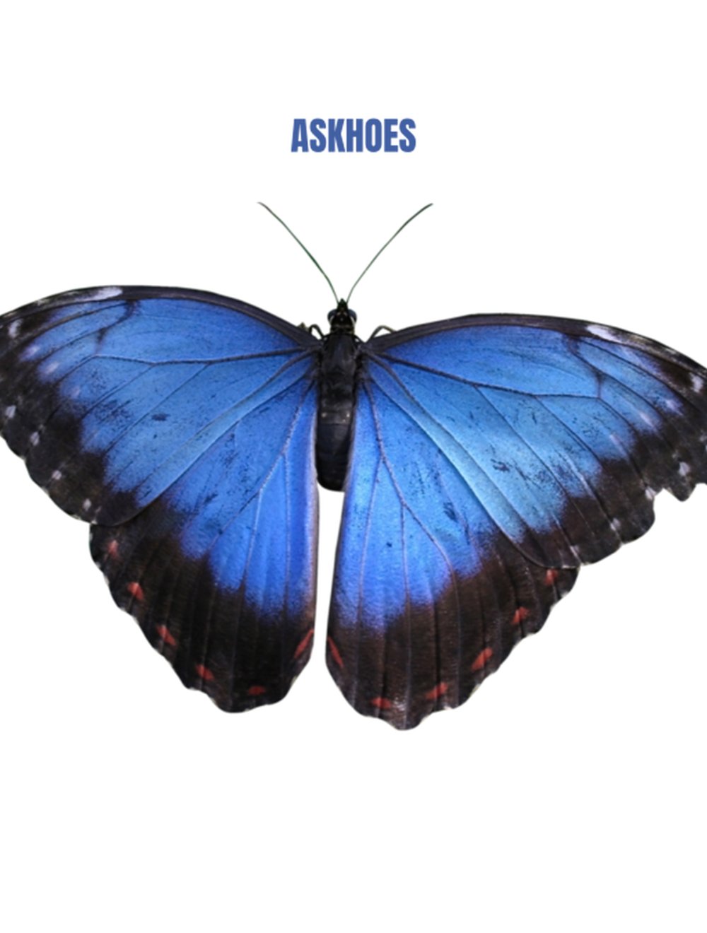 ASKHOES Podcast Crop Top 7821518