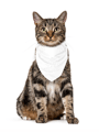 KÜN AY  Pet Bandana 5371216